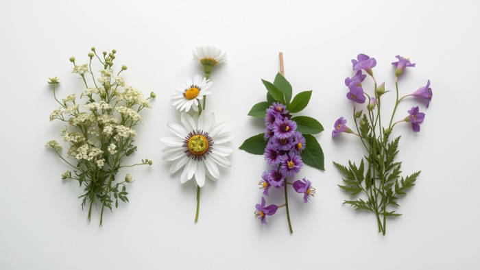 Comparaison visuelle entre valériane, camomille, passiflore et mélatonine, les quatre solutions naturelles les plus utilisées pour améliorer le sommeil